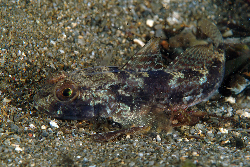 Gobius niger e Gobius incognitus